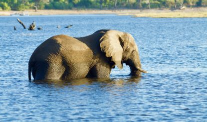 Elefantes africanos: En la CoP18, CITES tendrá que hacer frente a sus responsabilidades