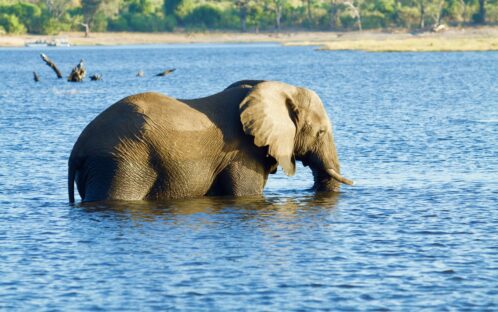 Elefantes africanos: En la CoP18, CITES tendrá que hacer frente a sus responsabilidades