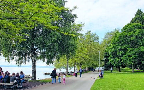 Abattage d'arbres à Neuchâtel