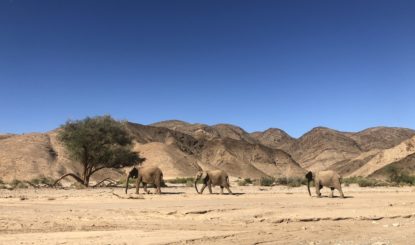 Medienmitteilung: Namibia will 57 wilde afrikanische Elefanten einfangen und 42 davon exportieren