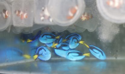 The unregulated trade of marine ornamental fish: How many Nemos and Dorys are imported to Europe every year?