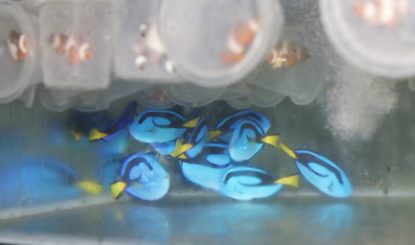 El comercio no regulado de peces marinos ornamentales: ¿cuántos Nemos y Dorys importa Europa cada año?