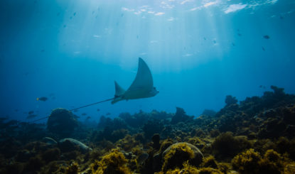 Gran Seaflower 2021: graines d’espoir aux Caraïbes