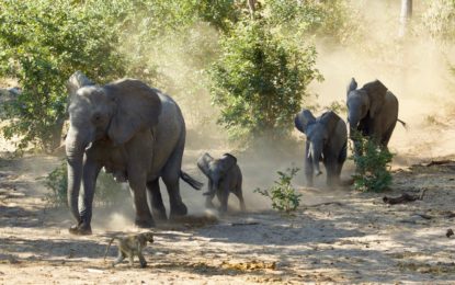 Media Release: The Export of 42 Wild-Caught Live Elephants from Namibia May Violate International Law