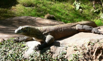 Communiqué aux médias: Nouveau dragon de Komodo «Lara» à Aquatis - la Fondation Franz Weber déplore la décision de l’aquarium lausannois