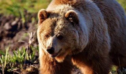 Medienmitteilung: Bär tötet ältere Bärin im Tierpark Goldau - Dieser Vorfall, den es so in der Natur nie gibt, zeigt: Bärenhaltung im Gehege ist nie artgerecht!