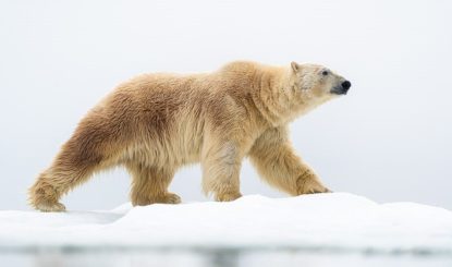 Medienmitteilung: Die Bevölkerung von Norwegen sagt NEIN zum Handel mit Eisbärfellen