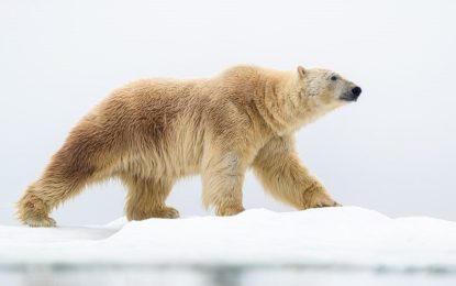 Norwegians say ‘No’ to Norway’s trade in polar bear skins