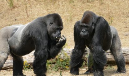 Communiqué aux médias: Les zoos européens veulent euthanasier des gorilles mâles, alors qu’ils sont gravement menacés d’extinction