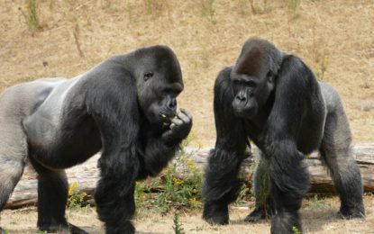 Medienmitteilung: Europäische Zoos wollen männliche Gorillas töten, dabei sind sie akut vom Aussterben bedroht