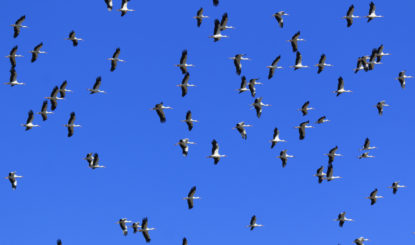 La migration des oiseaux au Col de l’Escrinet