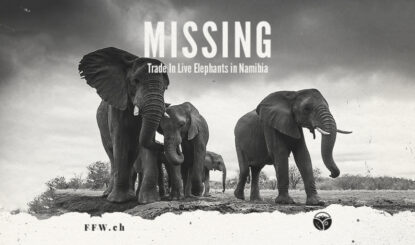 Medienmitteilung: Die CITES genehmigt den Export namibischer Elefanten