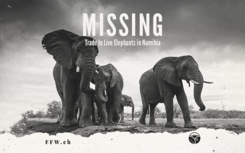 Medienmitteilung: Die CITES genehmigt den Export namibischer Elefanten