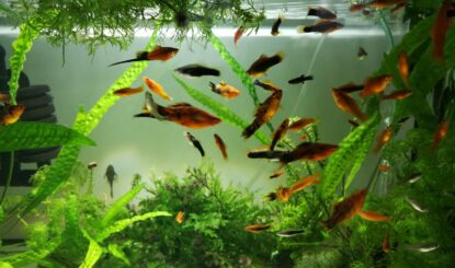 Nouvelle campagne d'information sur les poissons d'ornement - la souffrance animale dans les aquariums passe inaperçue !