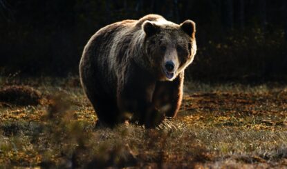 Widerstand wirkte: kein Bärengehege im Gantrisch-Gebiet