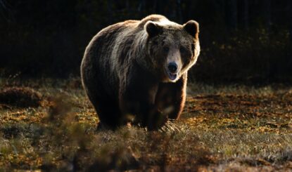 L'appel de la forêt (Call of the Wild, Importé d'Espagne, langues