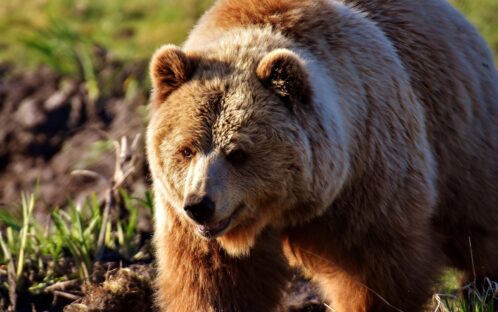 Communiqué aux médias : Un nouveau zoo dans la région de Gantrisch à la place d’un programme d’élevage d’ours bruns – du pareil au même