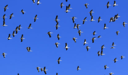 Der Vogelzug auf dem Col de l’Escrinet