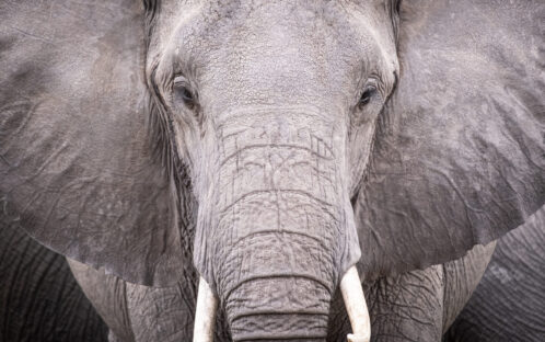 CITES CoP19: Elfenbeinhandel bleibt verboten - ebenso bis auf Weiteres der Handel mit lebenden Elefanten!