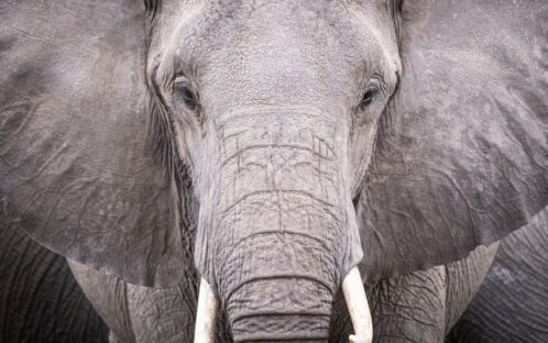 CITES CoP19: A positive outcome for the conservation of endangered species