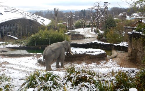 Medienmitteilung: Die Elefantenzucht in Zoos muss beendet werden!