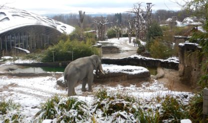 Medienmitteilung: Die Elefantenzucht in Zoos muss beendet werden!