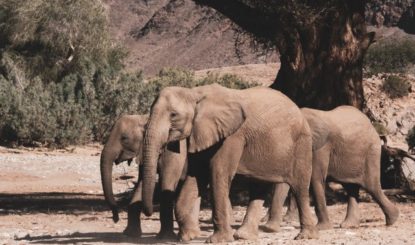 Media release: Namibia exports 22 Wild elephants in blatant disregard of international law