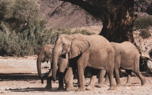 Communiqué aux mèdias : Exportations d’éléphants de Namibie - Le silence de l'UE