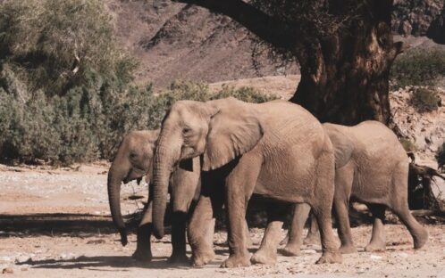 Media release: EU Commission silent on live elephant exports from Namibia