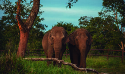 Argentine: bientôt la fin des éléphants en captivité!