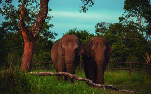 Argentina: Elephants in captivity will soon be the past