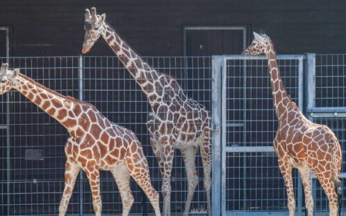 Medienmitteilung: Giraffenbulle «Hanck» vom Stuttgarter Zoo stirbt während  Narkose – Was waren die Gründe für die Operation?
