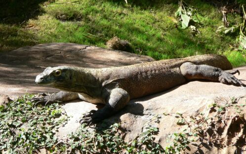 Communiqué aux médias: Aquatis euthanasie un dragon de Komodo menacé d'extinction - Son remplacement est déjà prévu