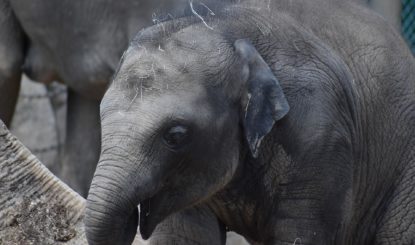 Medienmitteilung: Zwei weitere Tiere sterben im Zoo Zürich - Endlich Schluss mit der unwürdigen Gefangenhaltung der Elefanten!