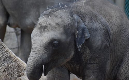 Medienmitteilung: Zwei weitere Tiere sterben im Zoo Zürich - Endlich Schluss mit der unwürdigen Gefangenhaltung der Elefanten!