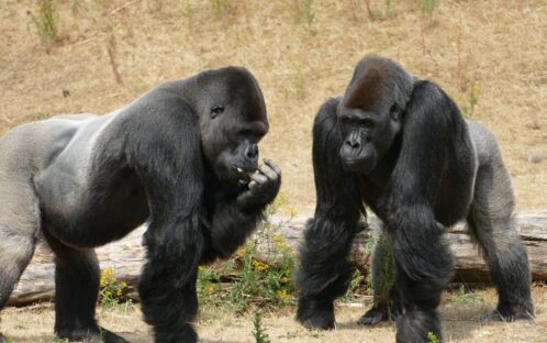 Media Release: European zoos plan to euthanise male gorillas, even though they are seriously threatened with extinction