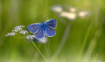 FFW calls on the UN to set more ambitious targets to save global biodiversity