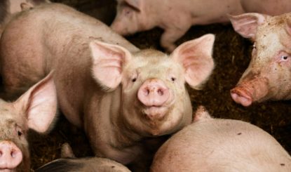 Abattage d'urgence des porcs - Pour la FFW, il est clair que la transition protéique est plus que nécessaire !