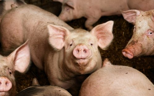Abattage d'urgence des porcs - Pour la FFW, il est clair que la transition protéique est plus que nécessaire !