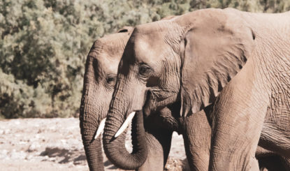 Communiqué aux médias : Moratoire sur les exportations d’éléphants vivants hors d’Afrique à la CITES