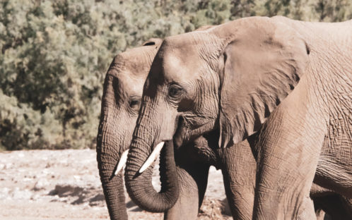 Medienmitteilung: CITES beschliesst Moratorium für den Export lebender Elefanten aus Afrika