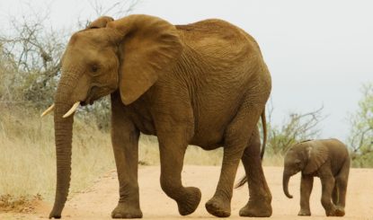 Experts Call on U.S. to ban imports of live elephants