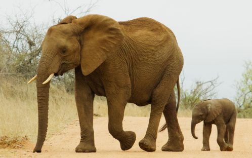Experts Call on U.S. to ban imports of live elephants