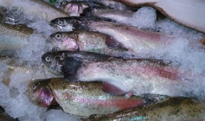 Fische aus Spanien – Tierleid bei jedem Biss