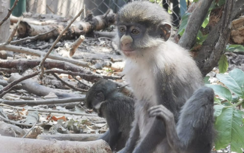La FFW au secours de primates en danger