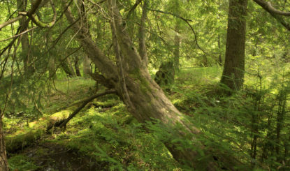 Protégeons nos forêts : osons les réserves forestières !