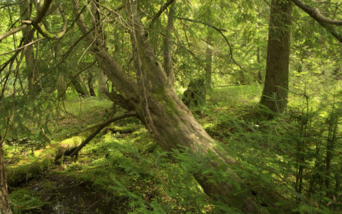 Protégeons nos forêts : osons les réserves forestières !