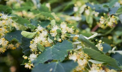 Medienmitteilung: Helvetia Nostra stellt Strafanzeige wegen Vergiftung einer Linde in Pully