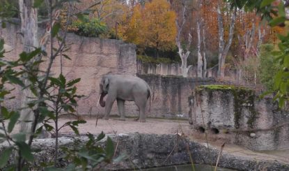 Media Release: Zurich Zoo loses its 6th young elephant in 3 years – a reappraisal is necessary