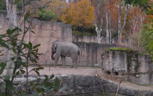 Communiqué aux médias: le zoo de Zürich perd son 6ème jeune éléphant en 3 ans – une remise en question s’impose